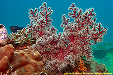 soft coral